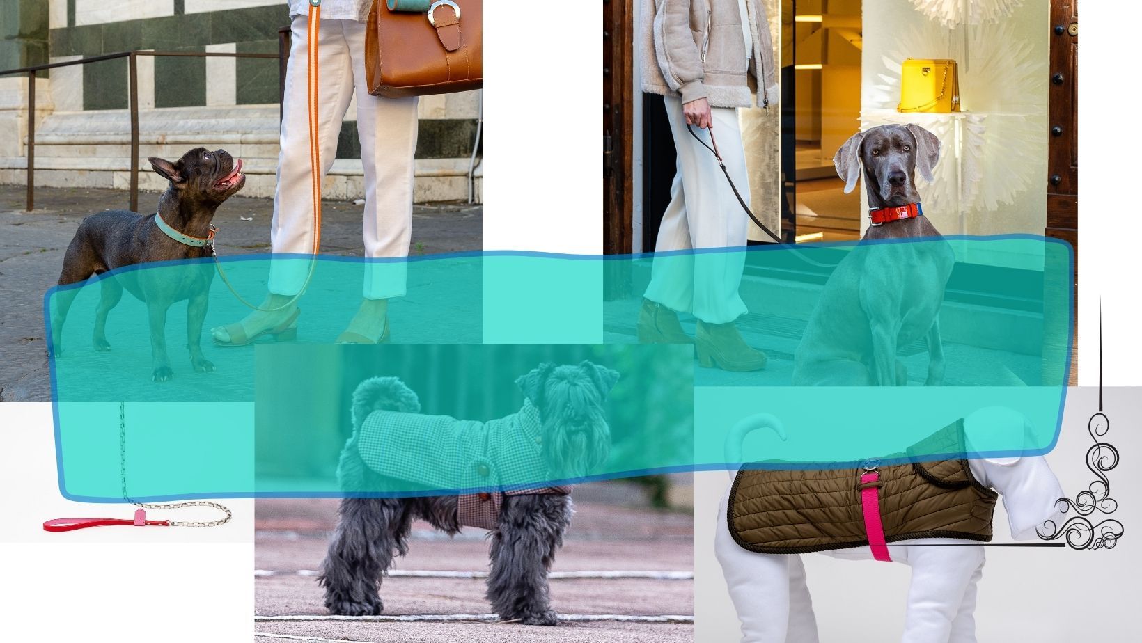 dogs luxury apparel and leash