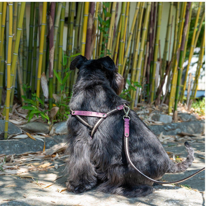 Nubuck Fucsia harness