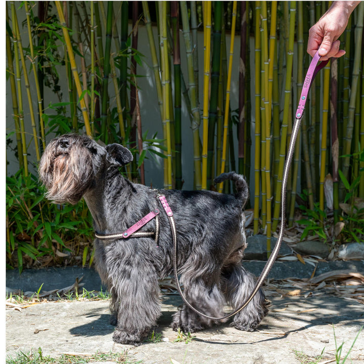 Nubuck Fucsia harness