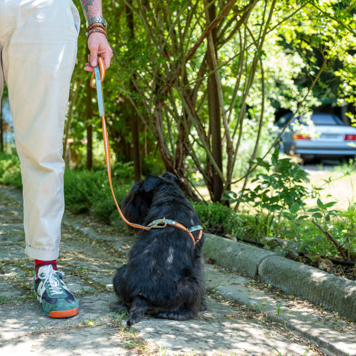 Nubuck Celestial harness