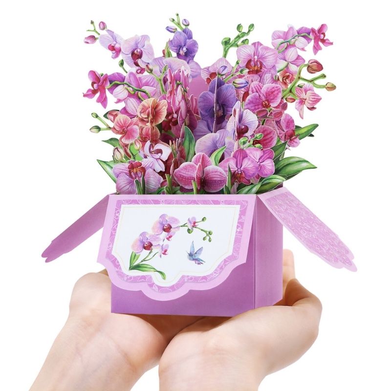 FLOBOX Orchidee - Orchids