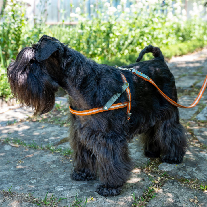 Nubuck Celestial harness